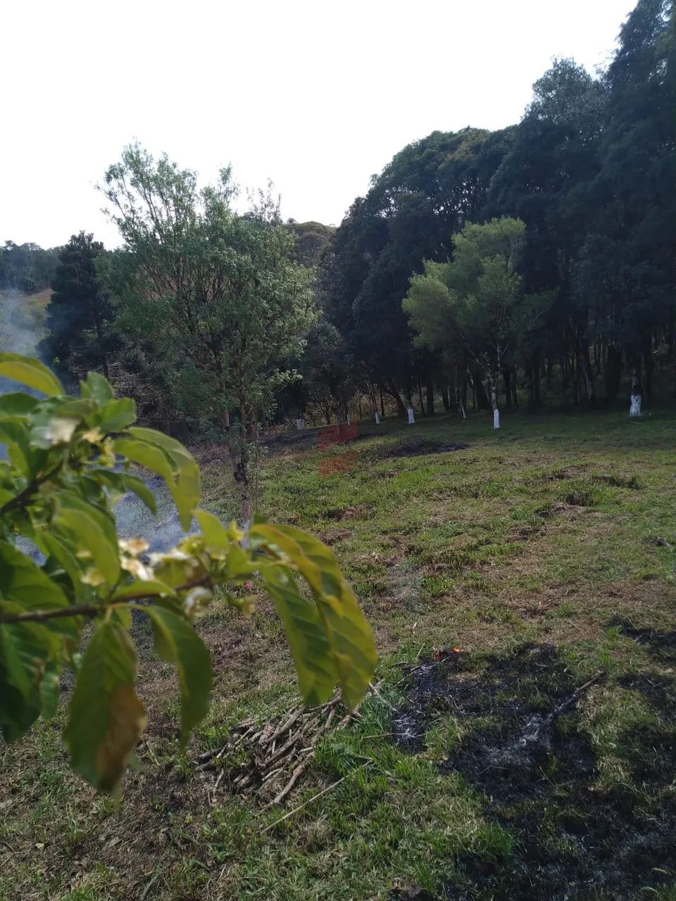 CHÁCARA à venda com 4840m² por R$ 110.000,00 no bairro Areia Branca - MANDIRITUBA / PR - Foto 4