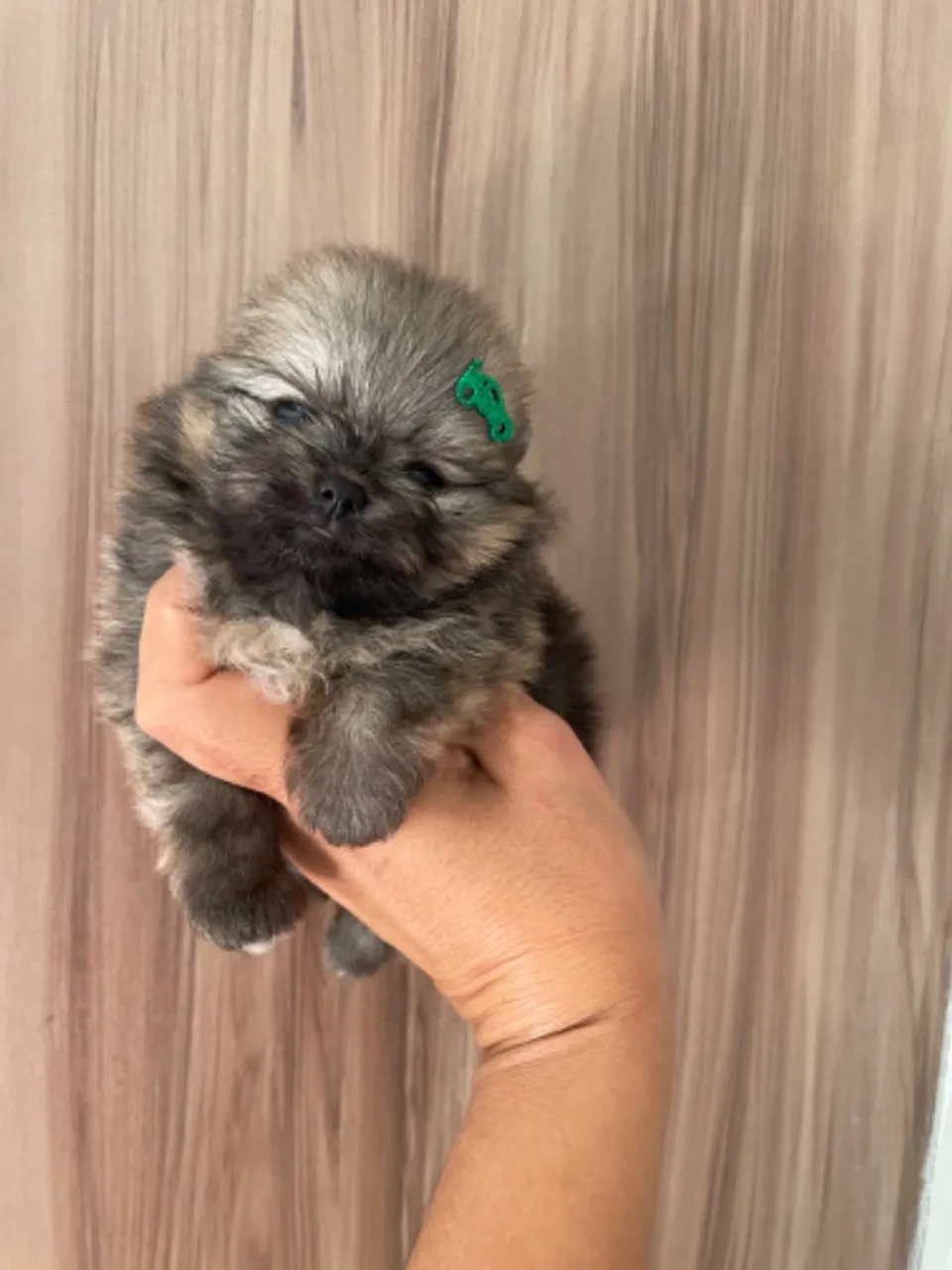 Lulu da pomerania machinho anão