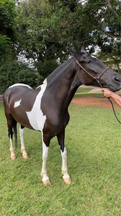 Linda égua  manguarlarga Machadora  - Foto 2