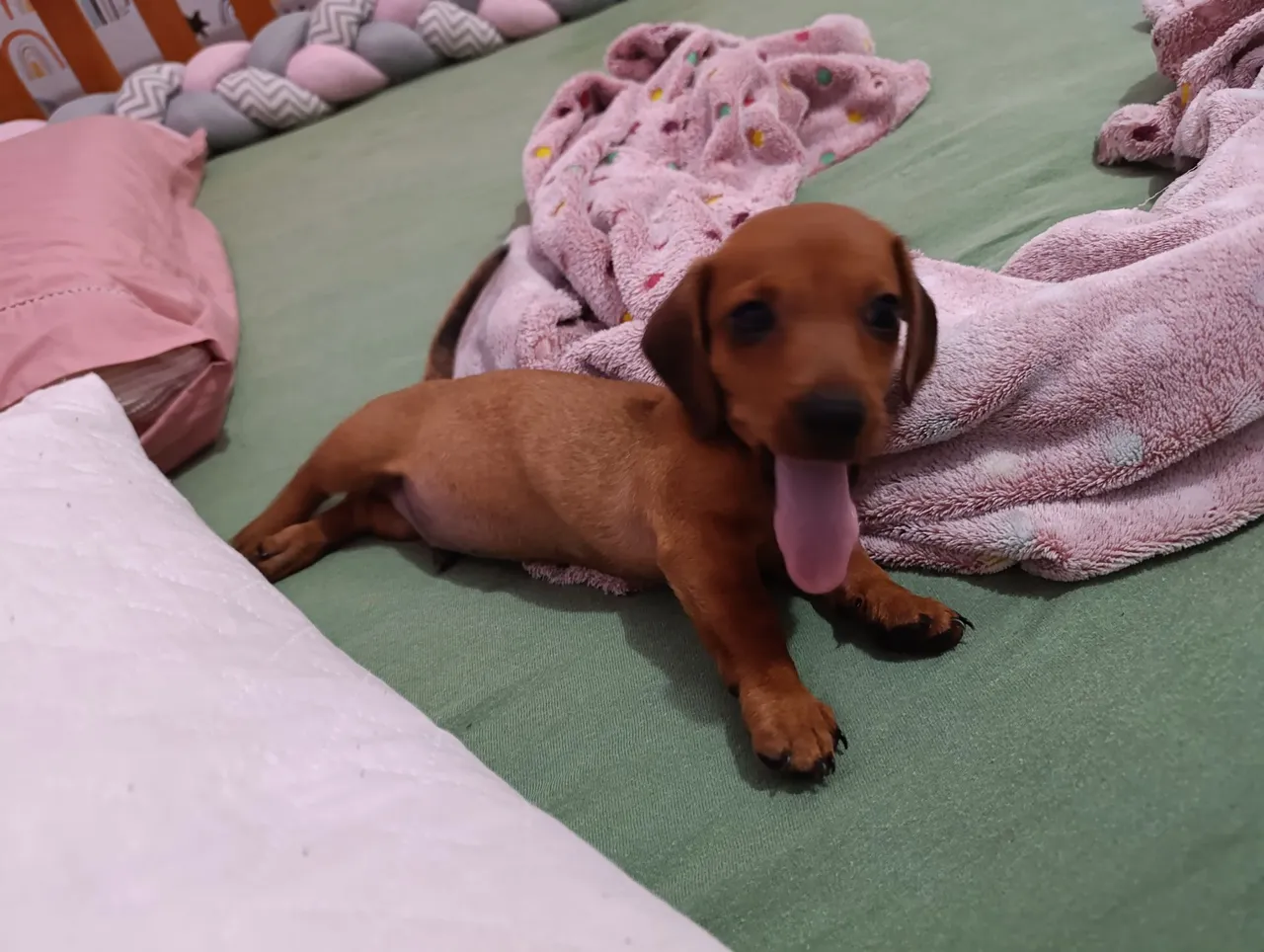 Filhote de Dachshund com pedigree