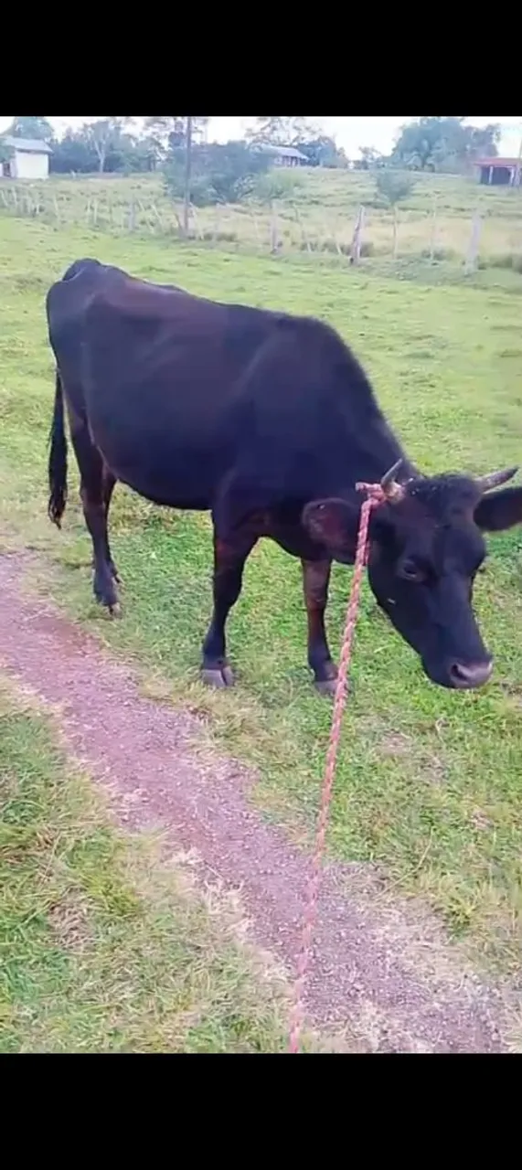 Novilha prenhe