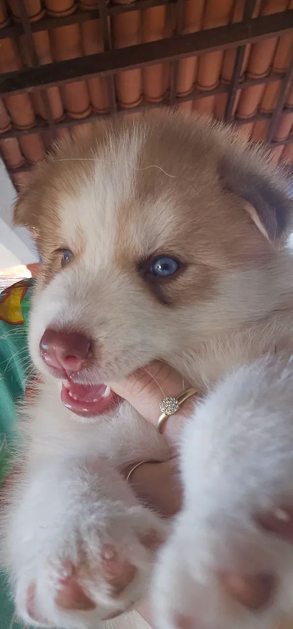 Filhote Husky Siberiano - Foto 2
