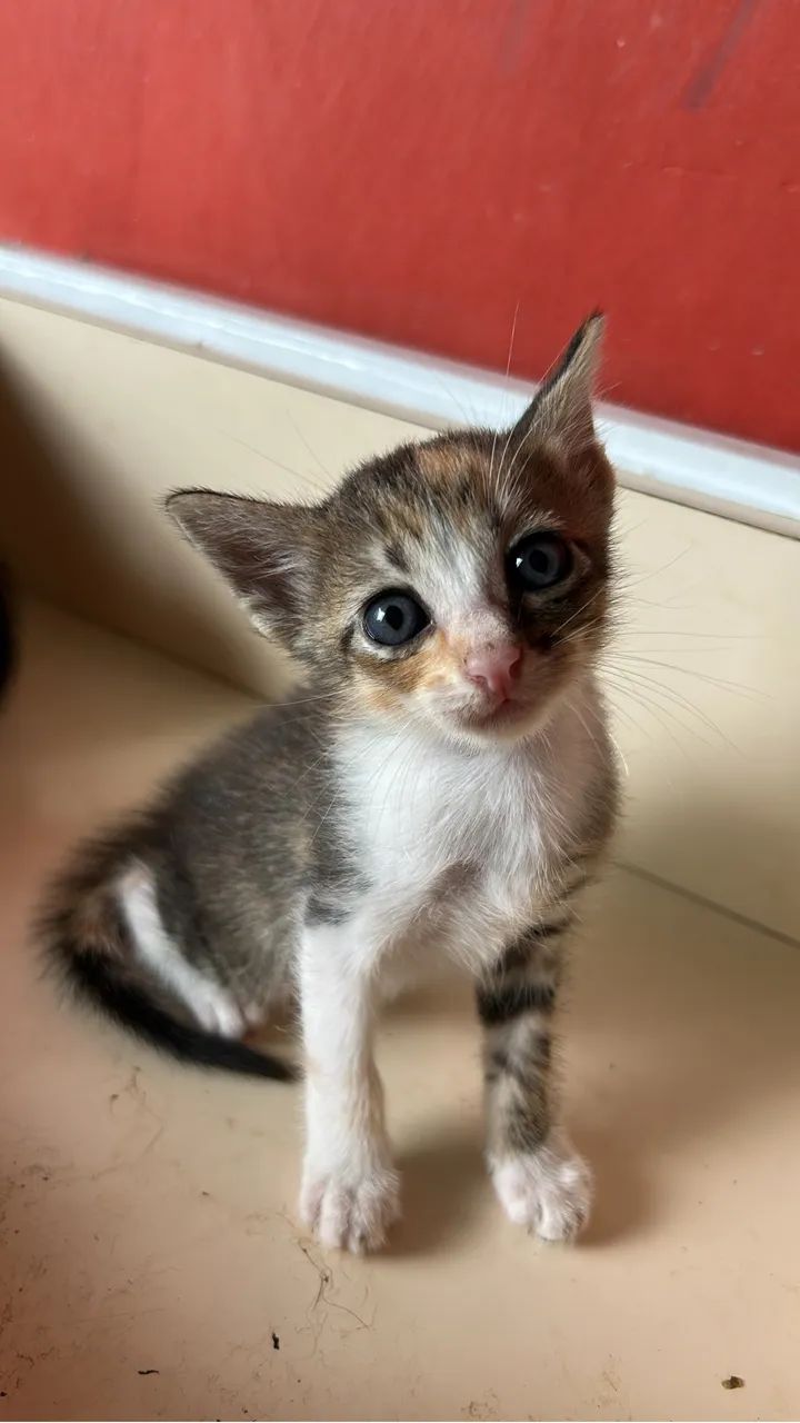 Gato 