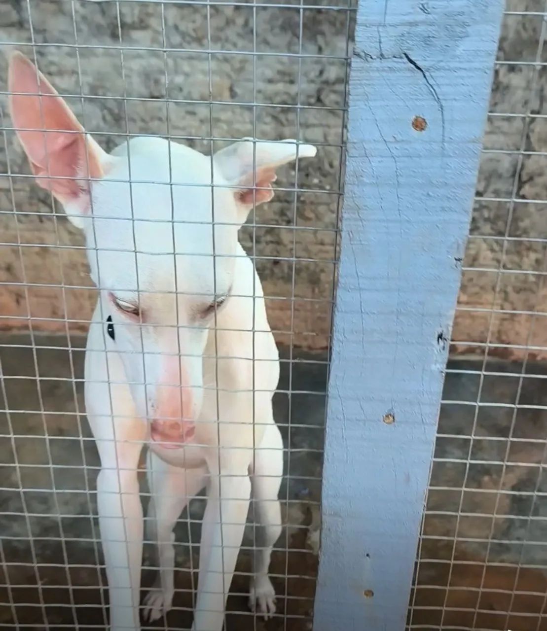 Venda de cachorra - Foto 2