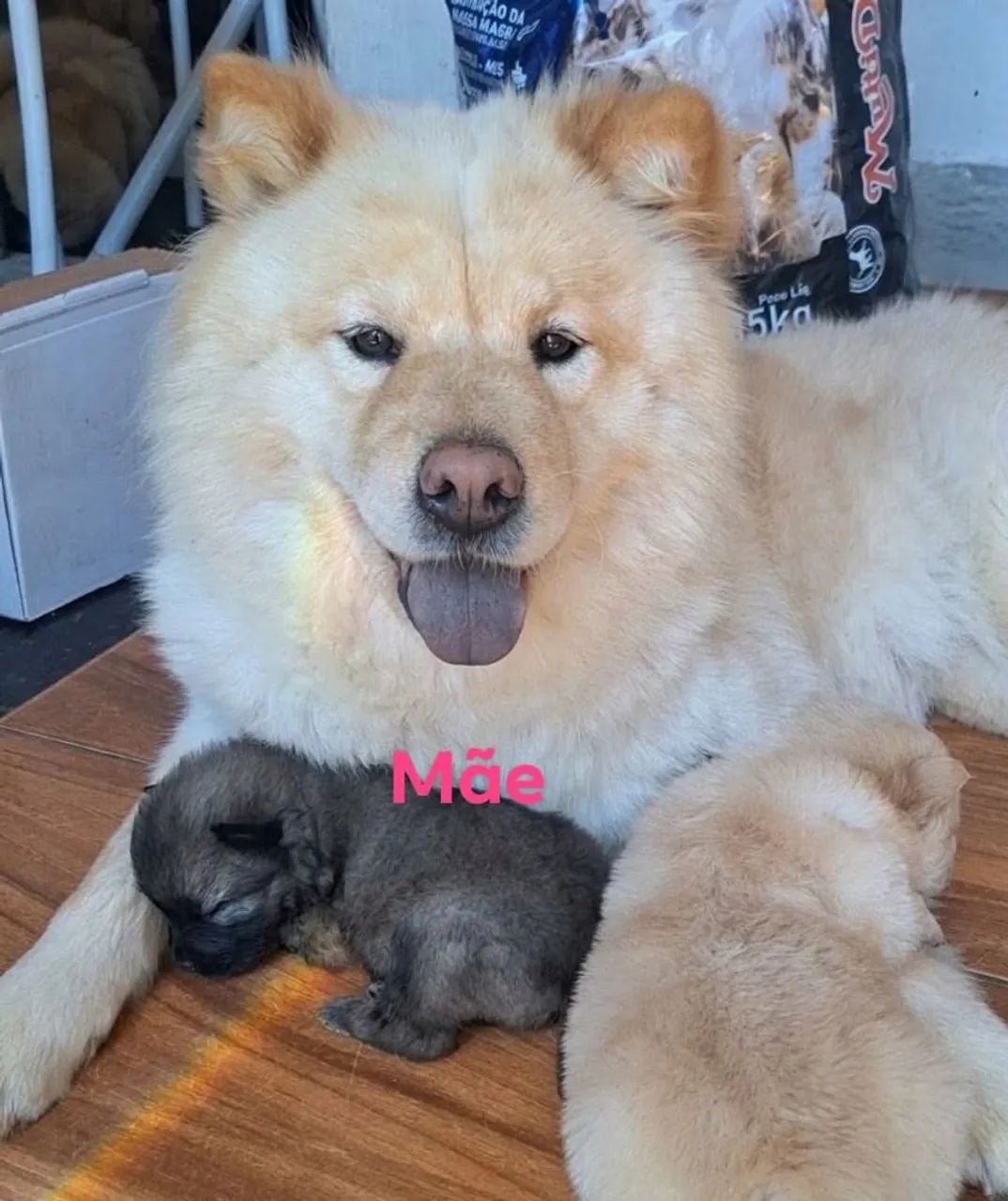 Chow Chow - Foto 4
