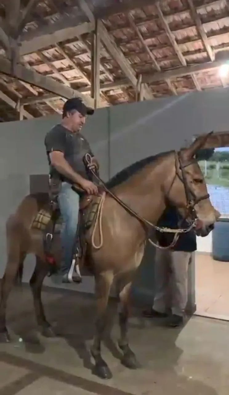 MULA DE PATRÃO  - Foto 2