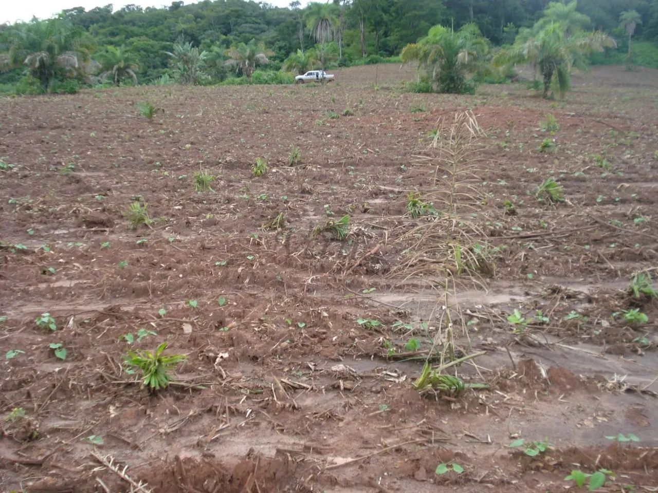 Fazenda à Venda  Santa Rita do Tocantins/TO - Foto 3