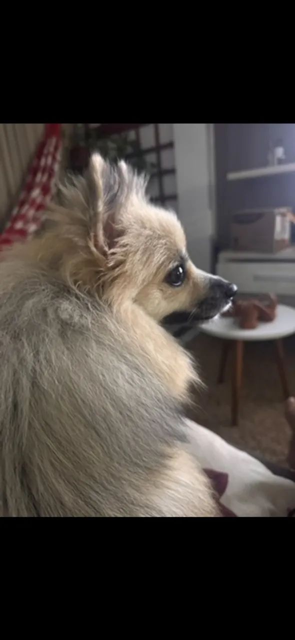 Título: Spitz, 1 ano e meio, vacinação em dia