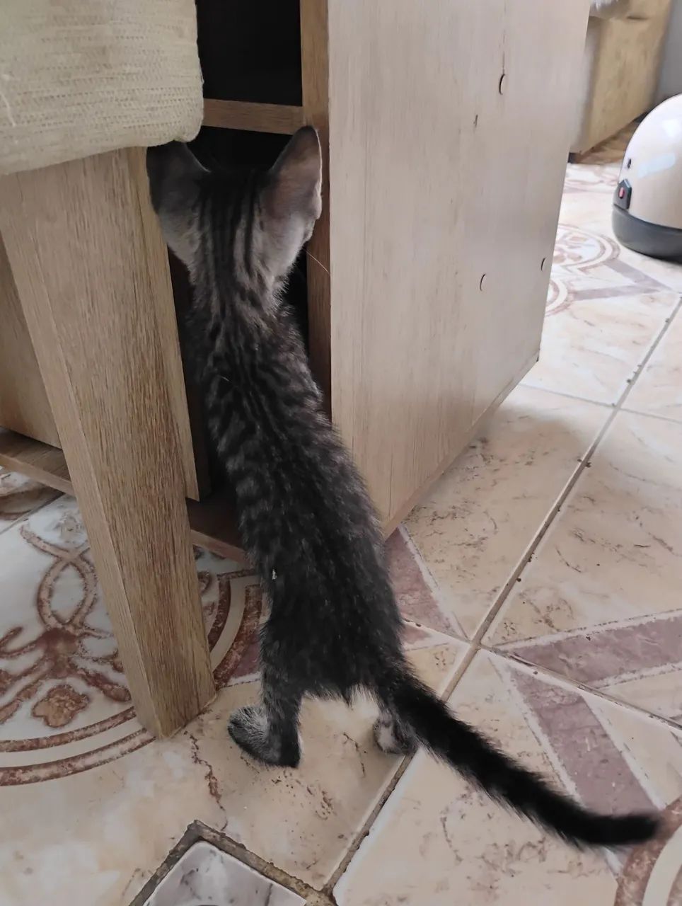 Doação de gatos  - Foto 2