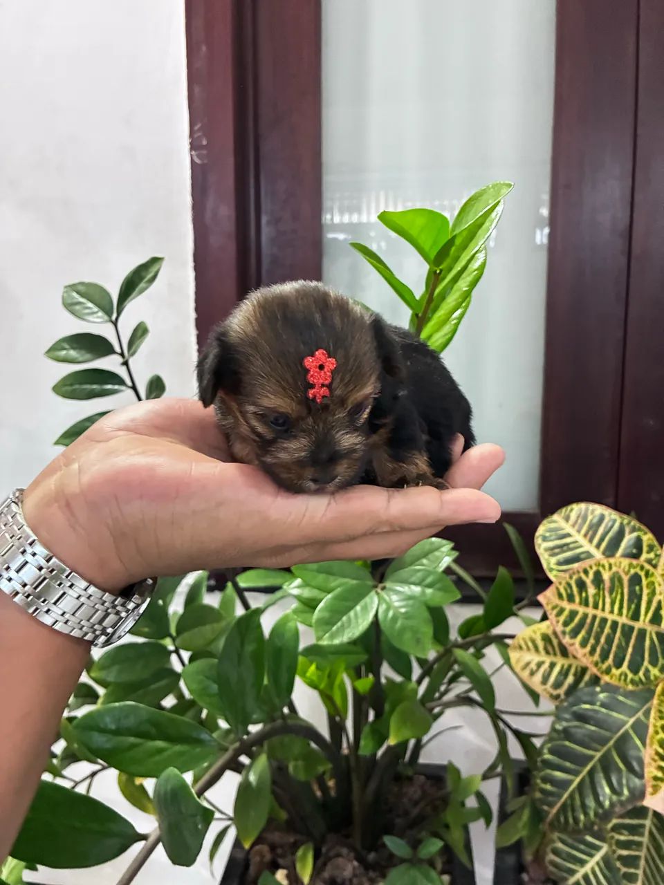 Yorkshire Terrier  - Foto 3