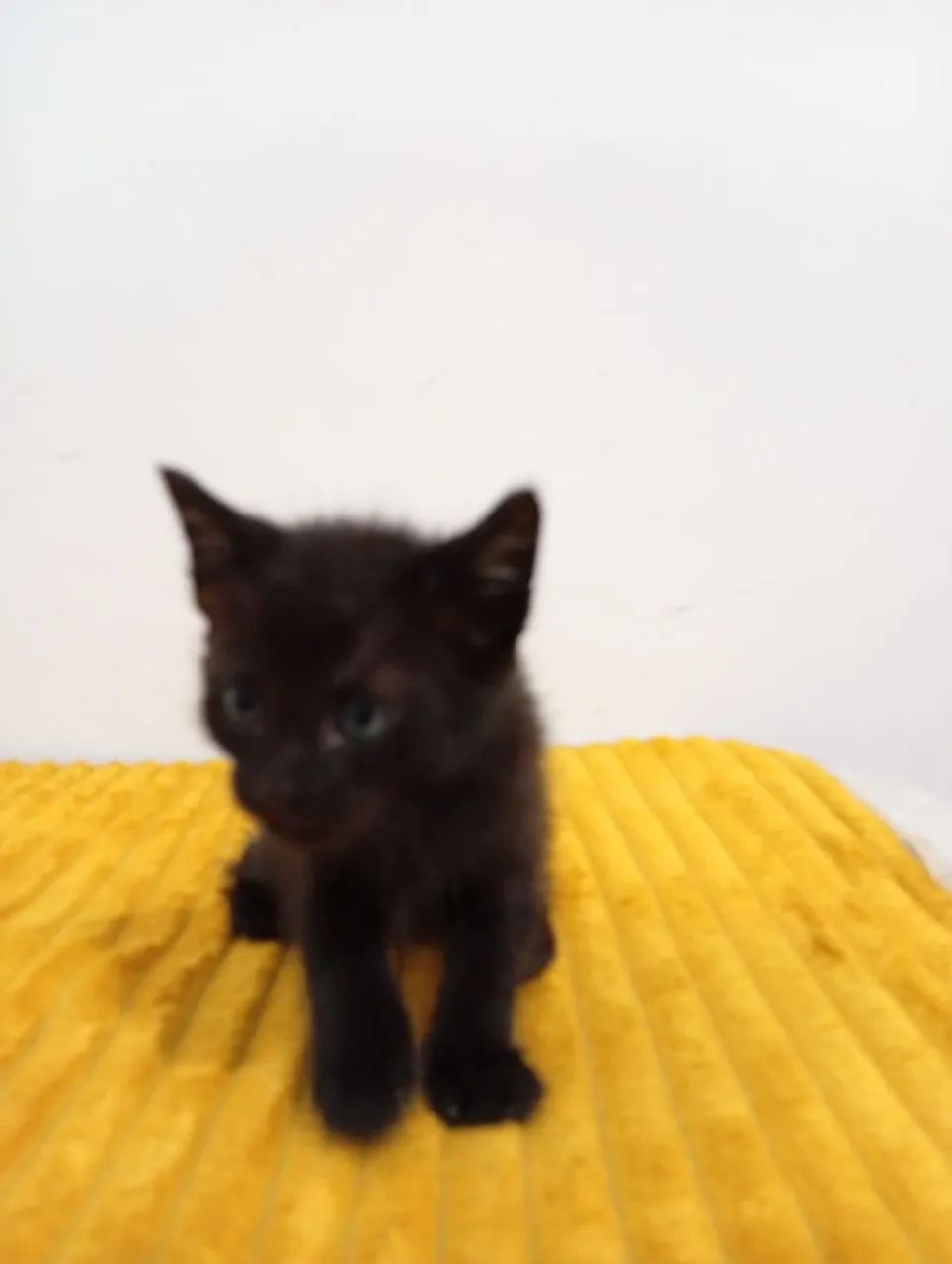 Filhotes de gato  - Foto 4