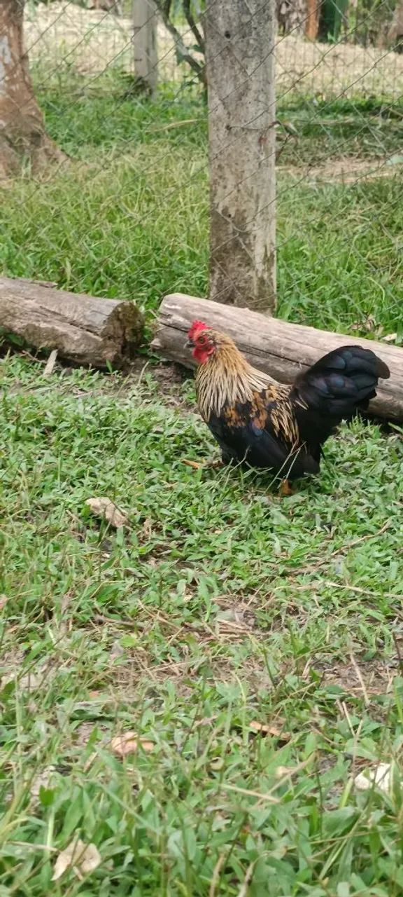 Vendo mini galo garnisé  - Foto 2