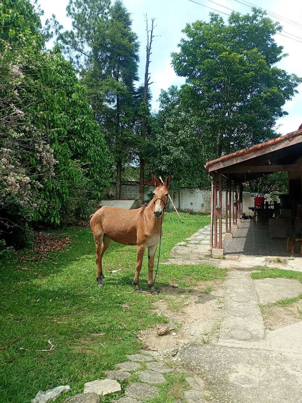 Mula  - Foto 2