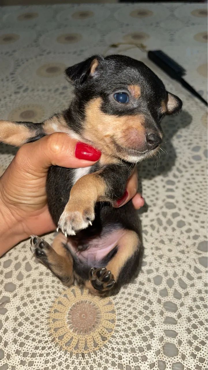 Cachorro  - Foto 2