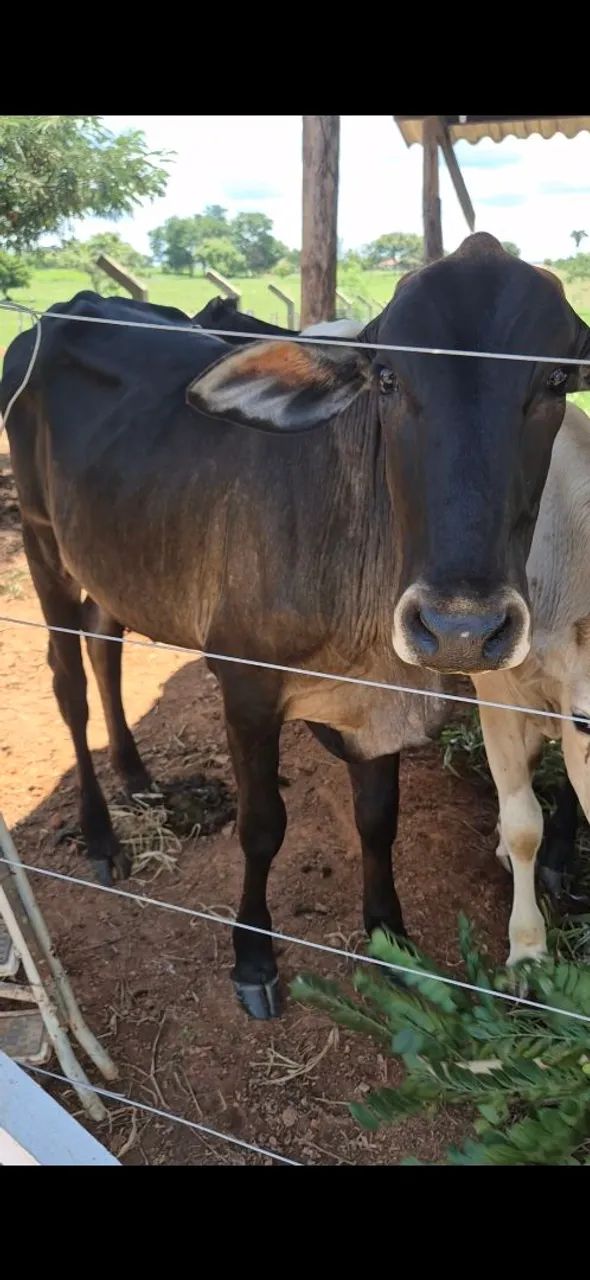10 novilhas cruzada entre 18 a 20 mês $2.900 cada - Foto 4