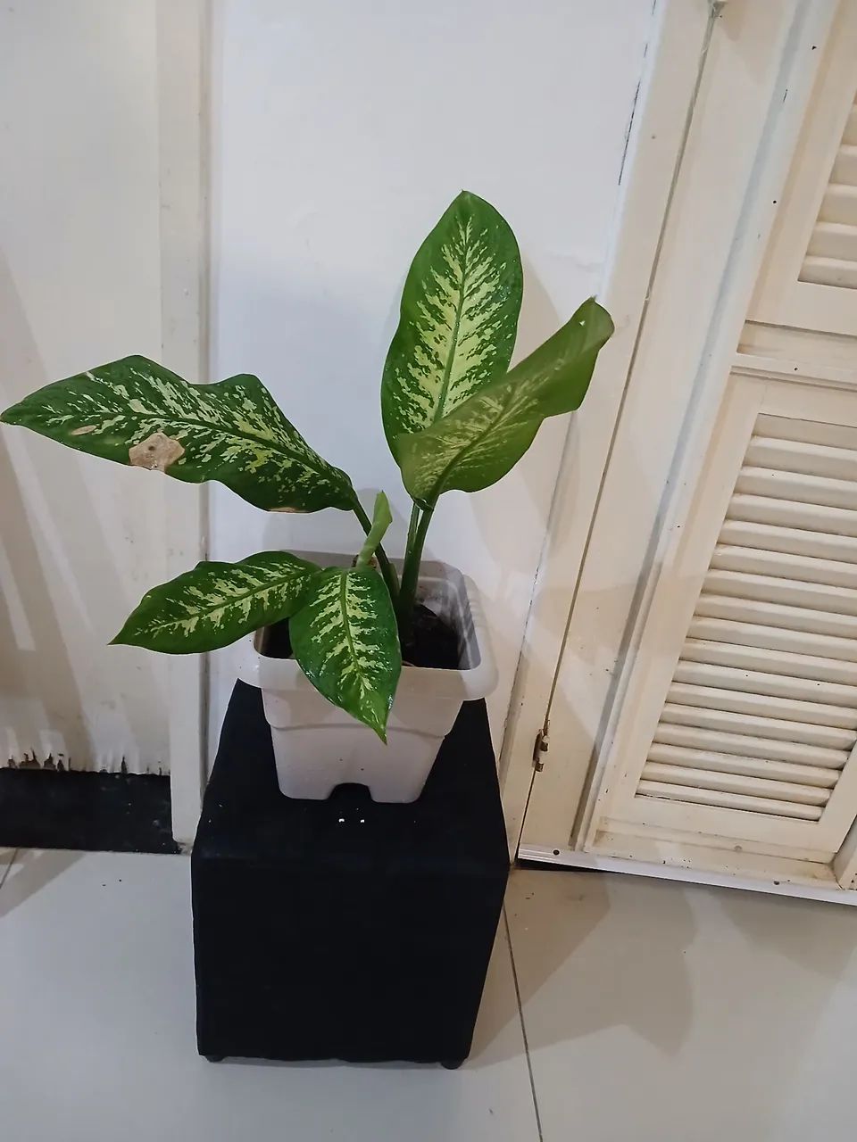 Jarro pronto com planta comigo ninguém  pode  - Foto 3