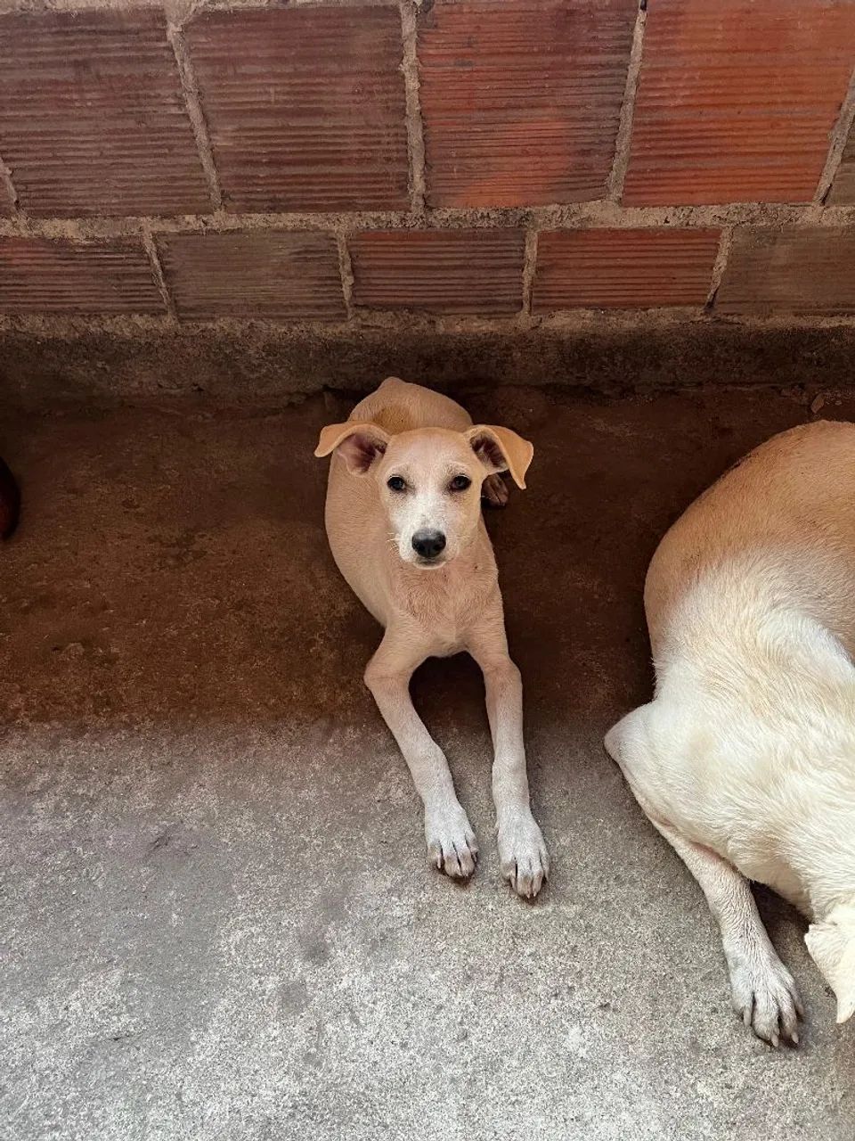 Adoção responsável  - Foto 2