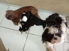 Bruno Pereira  - Foto 4