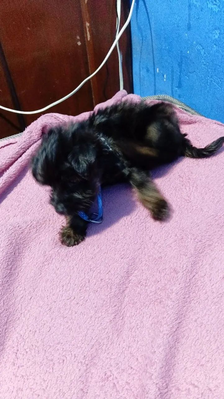 Cachorro  - Foto 2