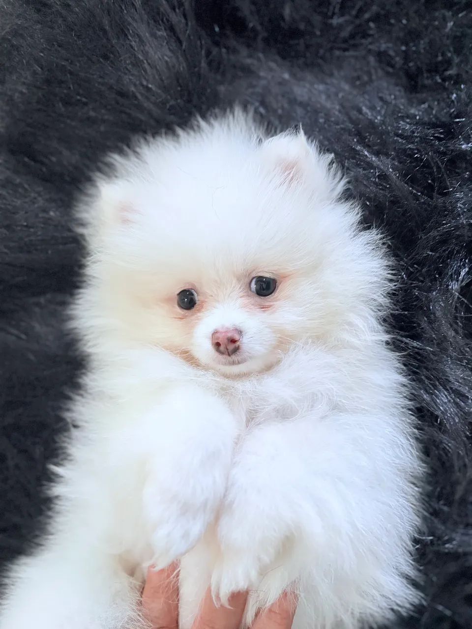 Lulu  - Foto 5