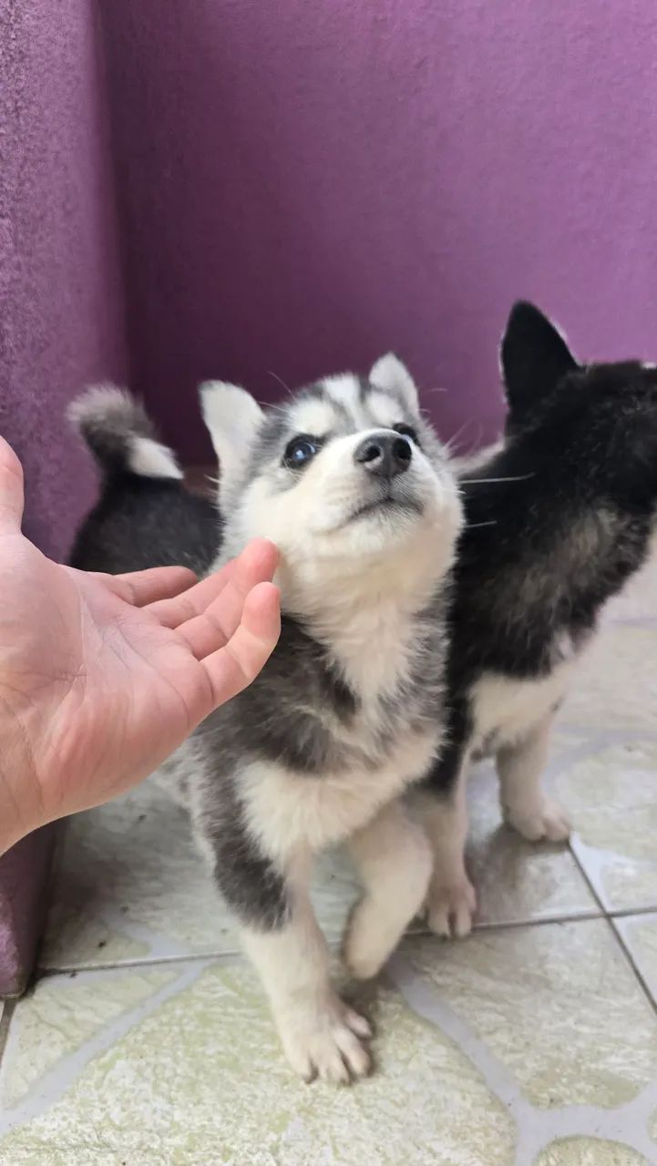 Husky Siberiano ?  - Foto 3