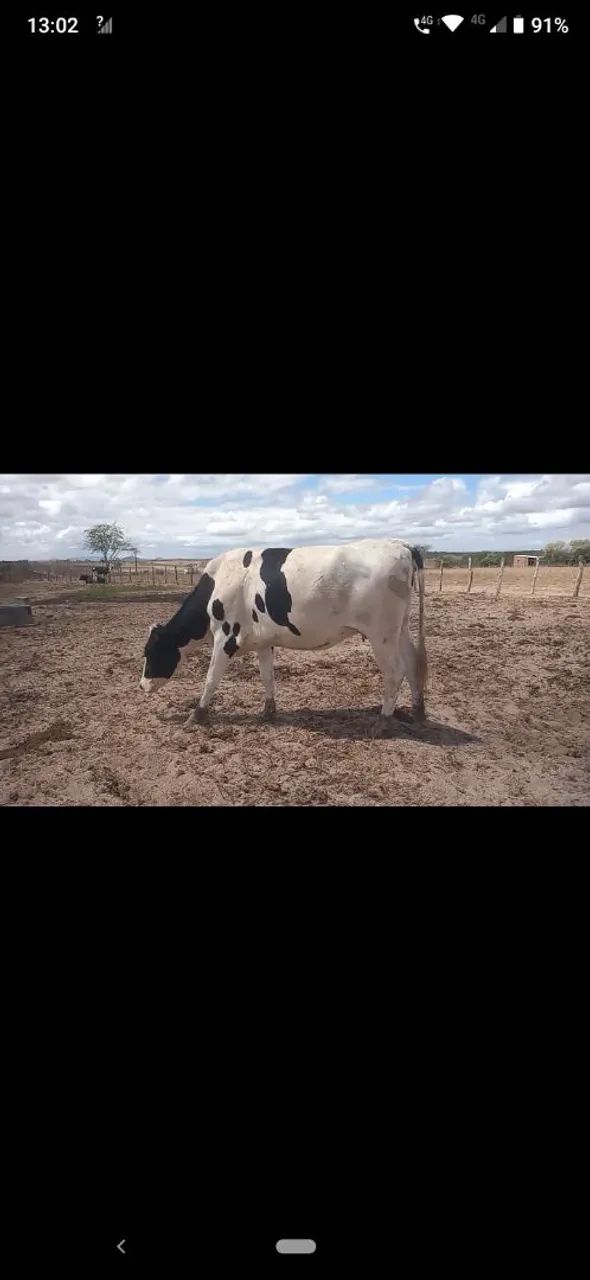  Venda de gado leiteiro  - Foto 3