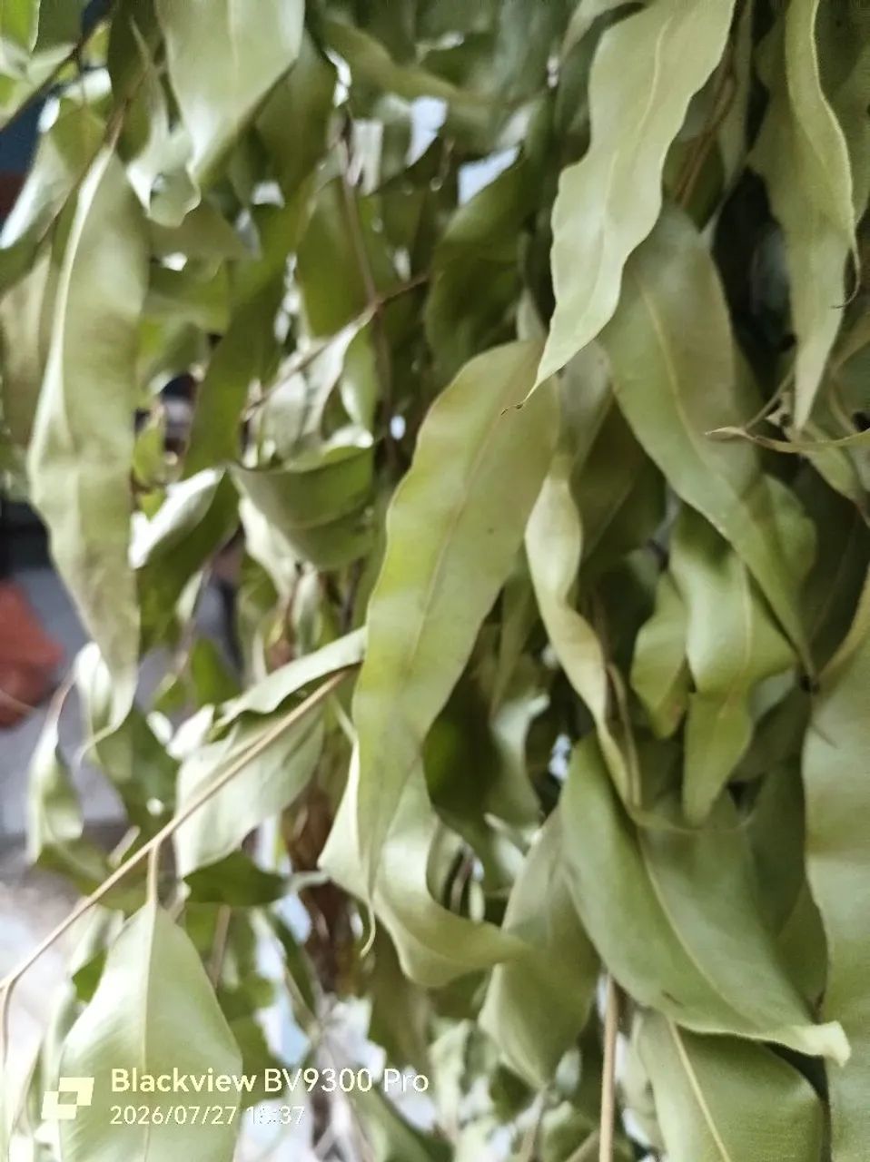 Folhas de eucalipto. Aromatizante 