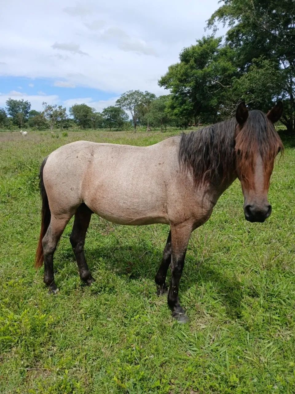 Vendo Cavalo