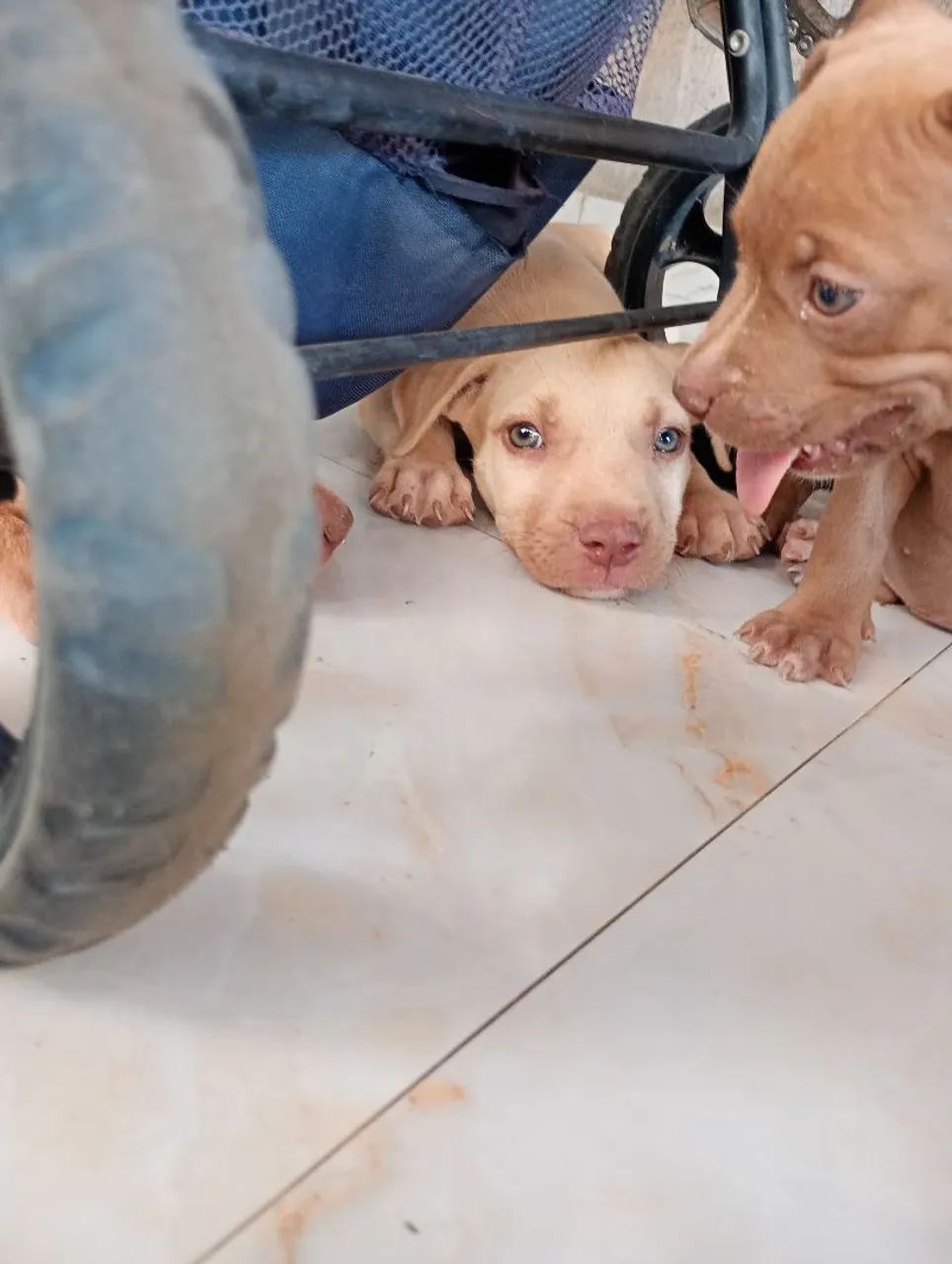 Vende-se Pitbull  - Foto 3