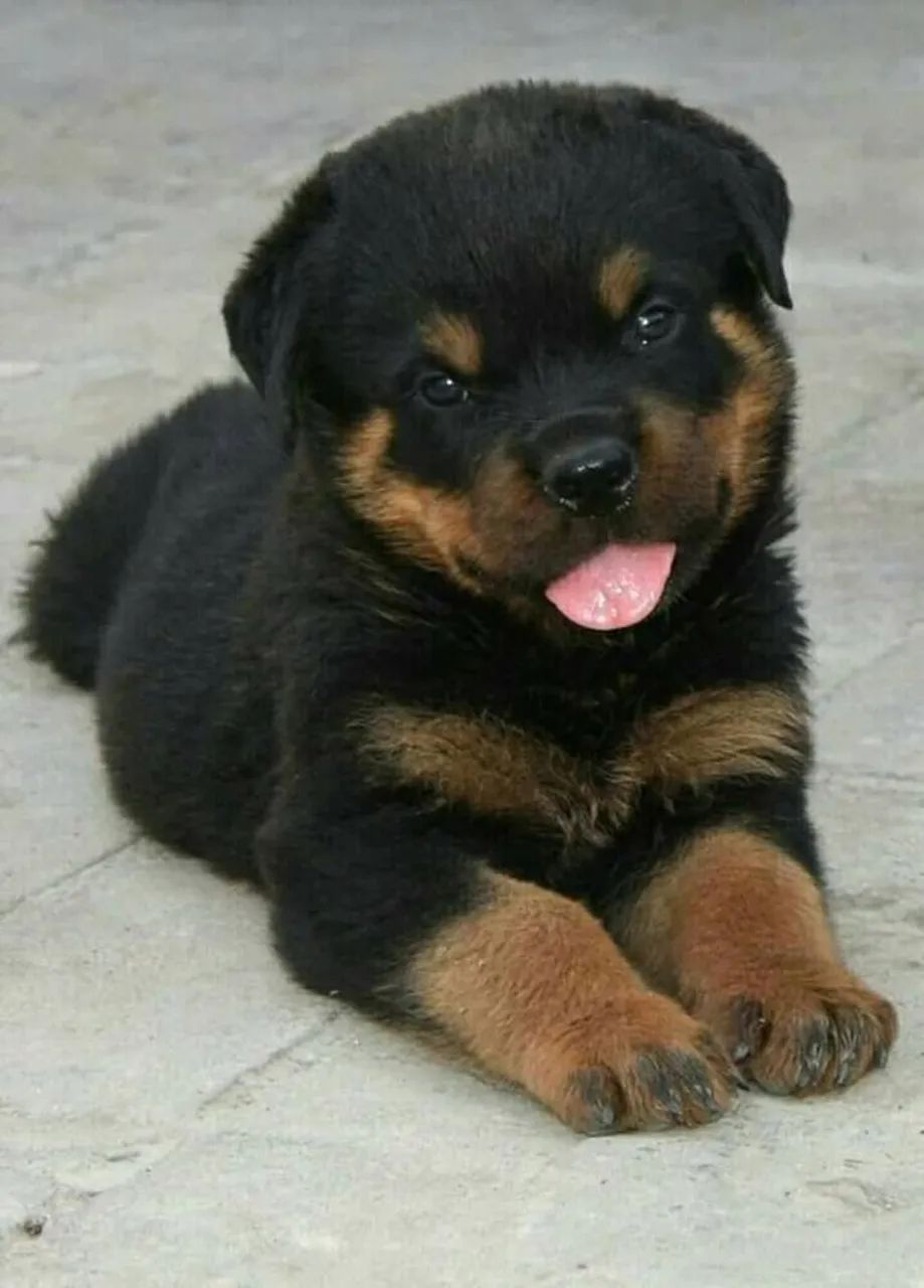 Filhotes de Rottweiler bravos cheios de vida e amor 