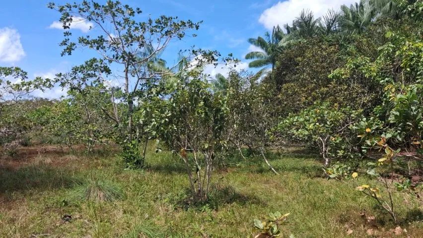 Vende-se terreno comunidade ramal da morena km 13 estrada de Balbina  - Foto 4