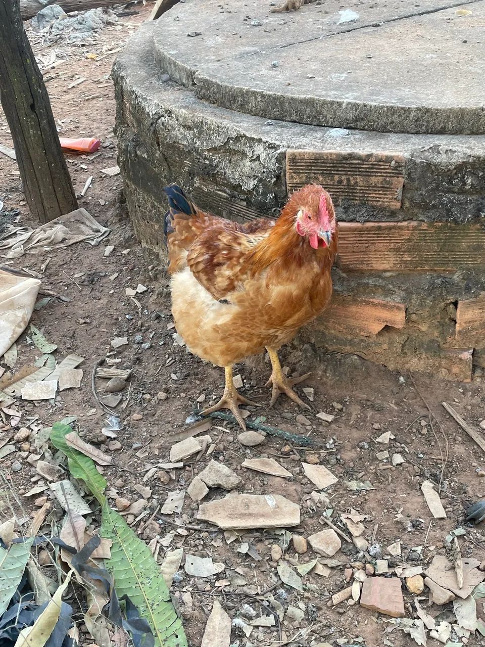Galinhas caipira  - Foto 4