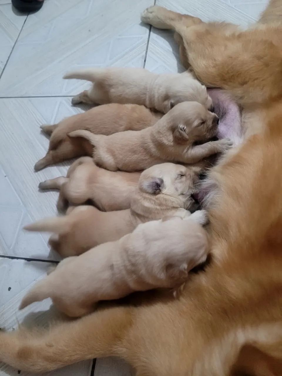 Filhotes de golden retriever  - Foto 3