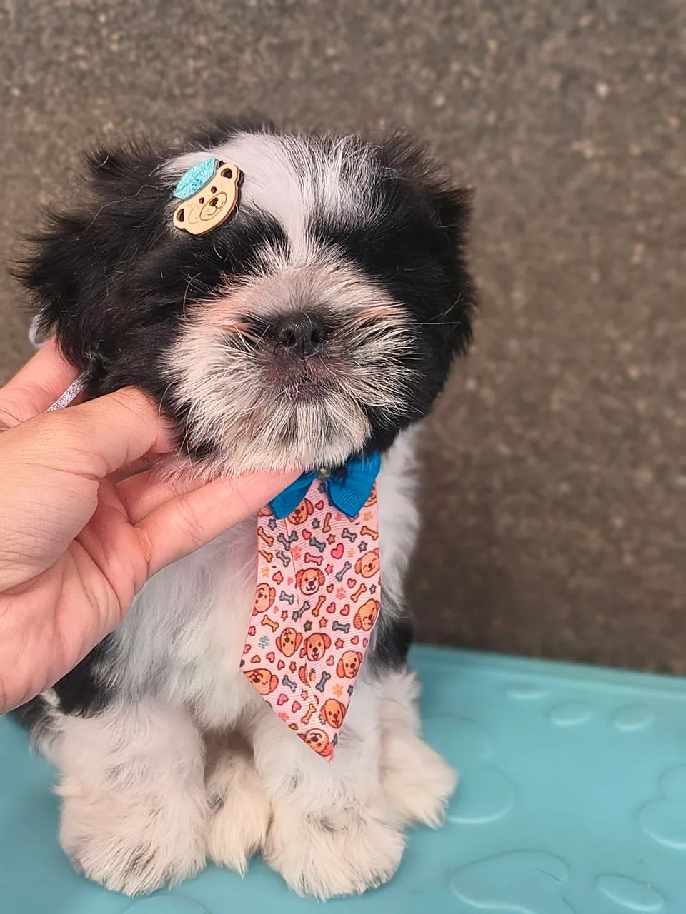 Shih tzu  - Foto 3