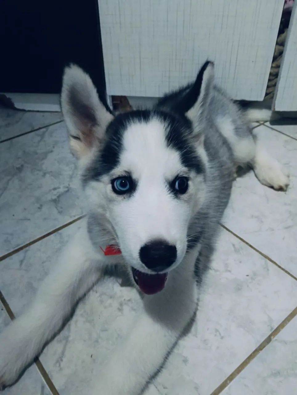 Husky siberiano  - Foto 2
