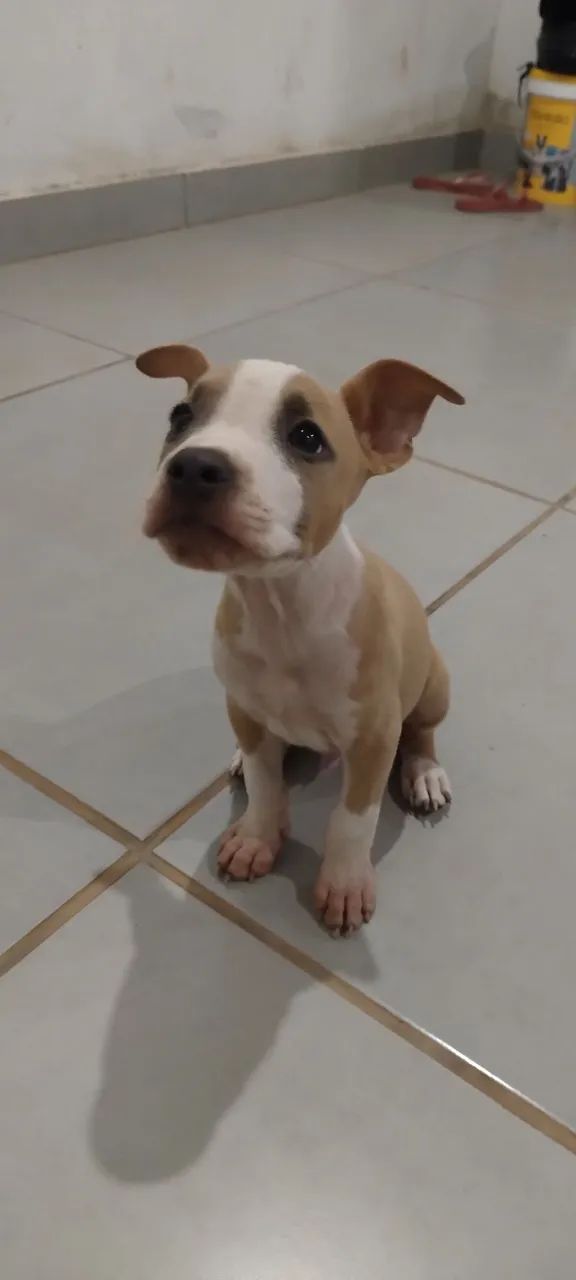 Pit Bull  - Foto 2