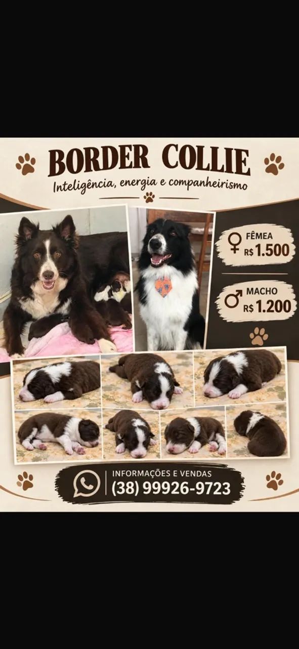Filhotes de Boder collie