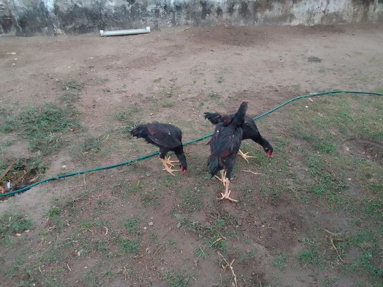 Frango indiano 50$ a unidade 