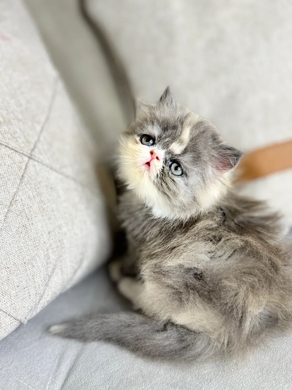Gato persa - Foto 3