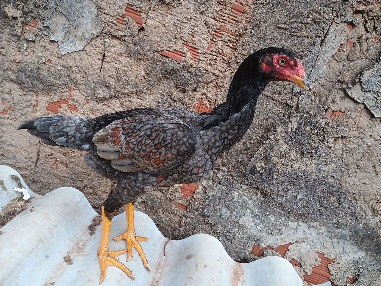 Frango e frangas shamo - Foto 5