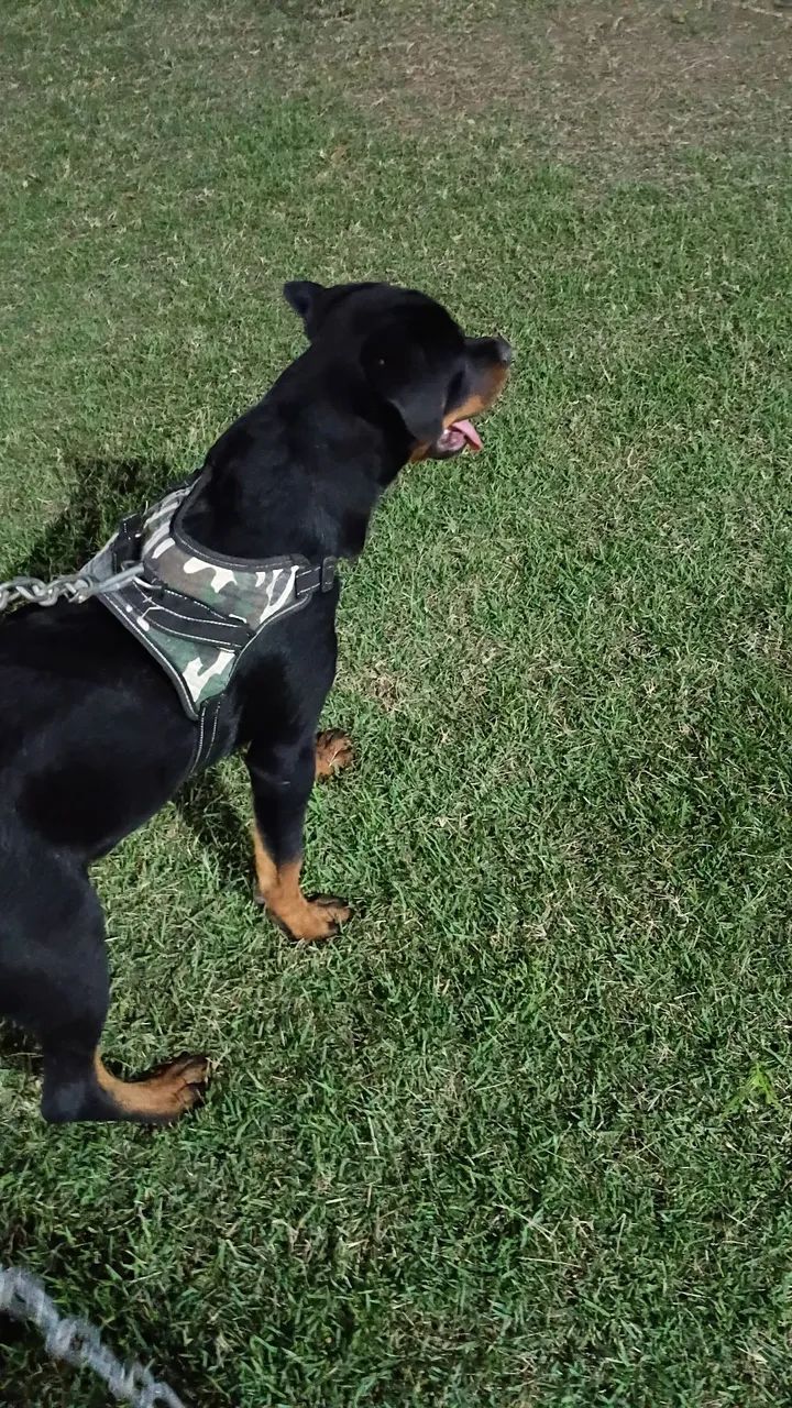 Filhote de Hottweiler 5 meses  - Foto 4