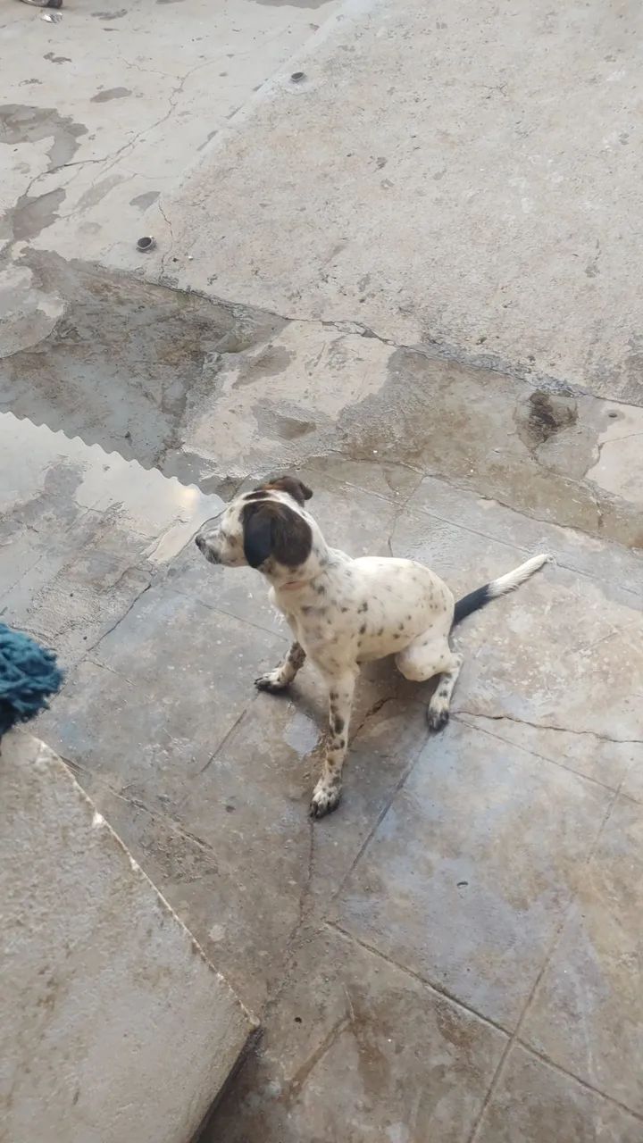 Doação fêmea 6 mêses 