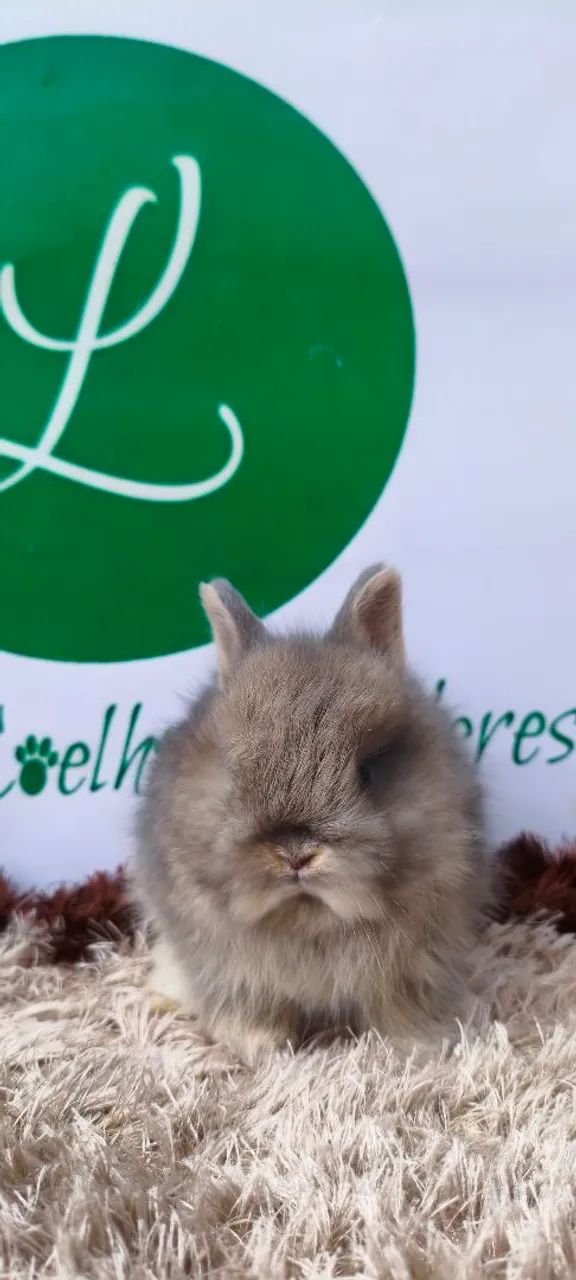 Mini coelhos  - Foto 3