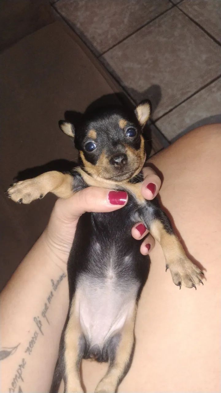 Pinscher 