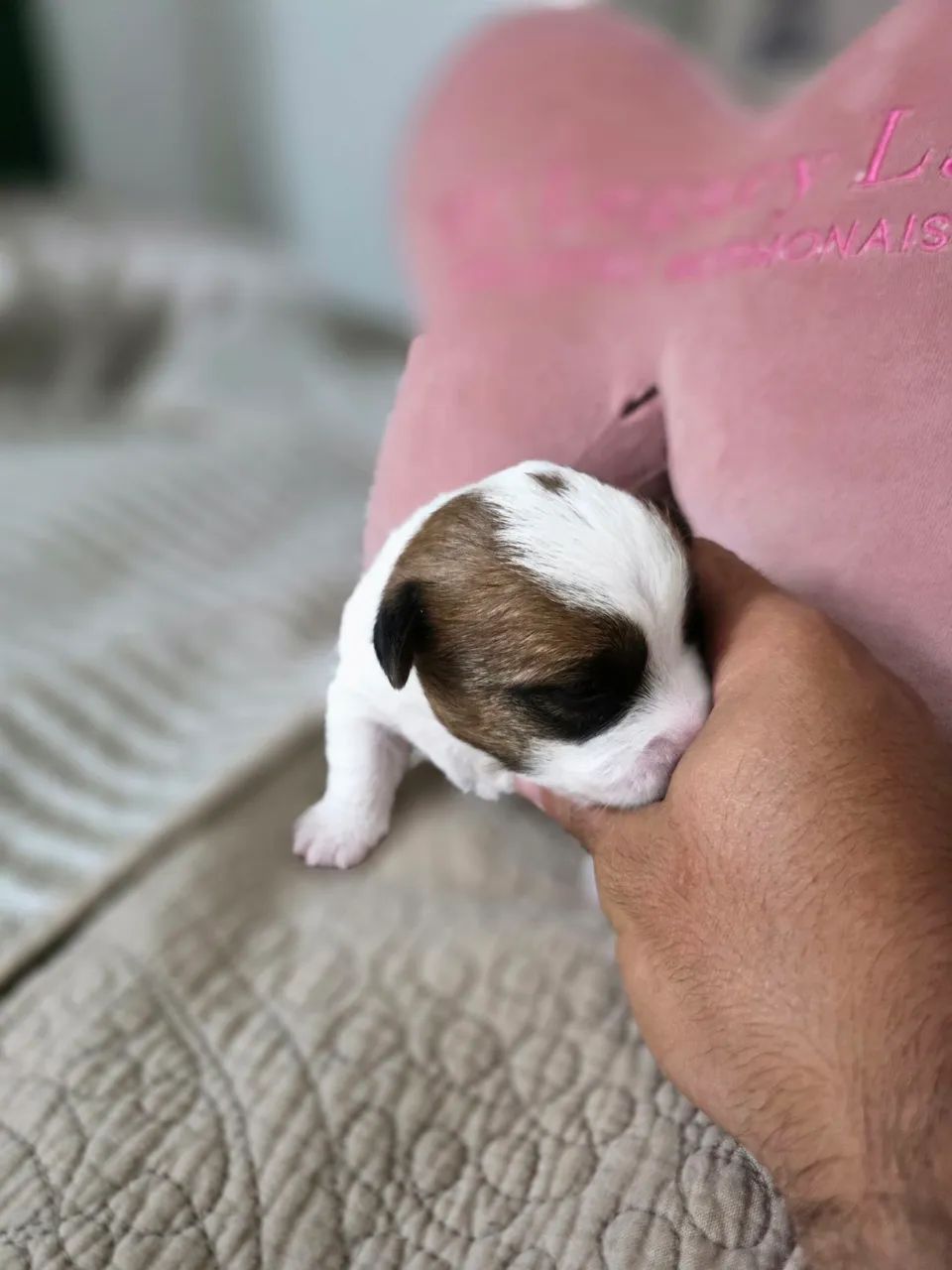 Venda de Jack Russel  - Foto 5