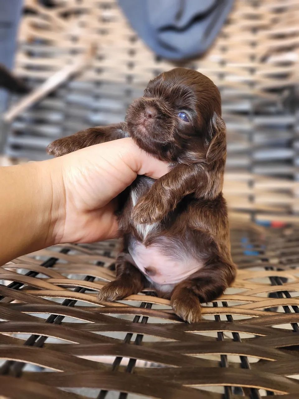 Shihtzu chocolate sólido  - Foto 3