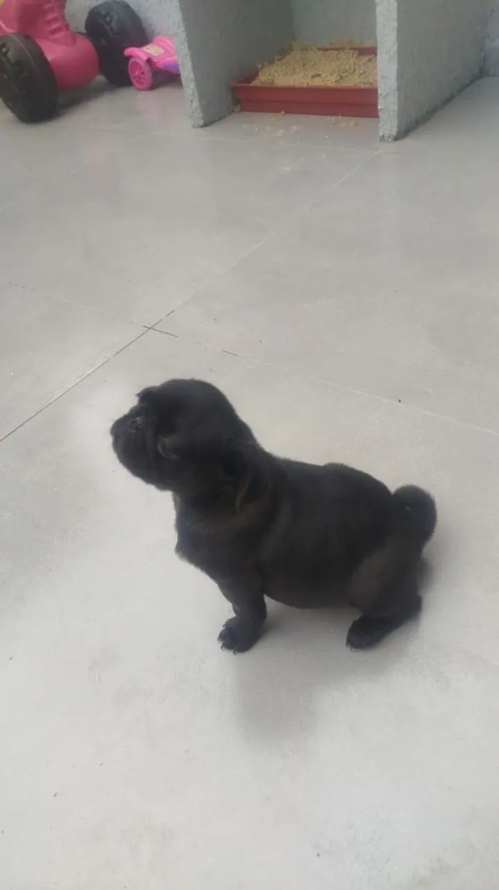 Cachorro  - Foto 2