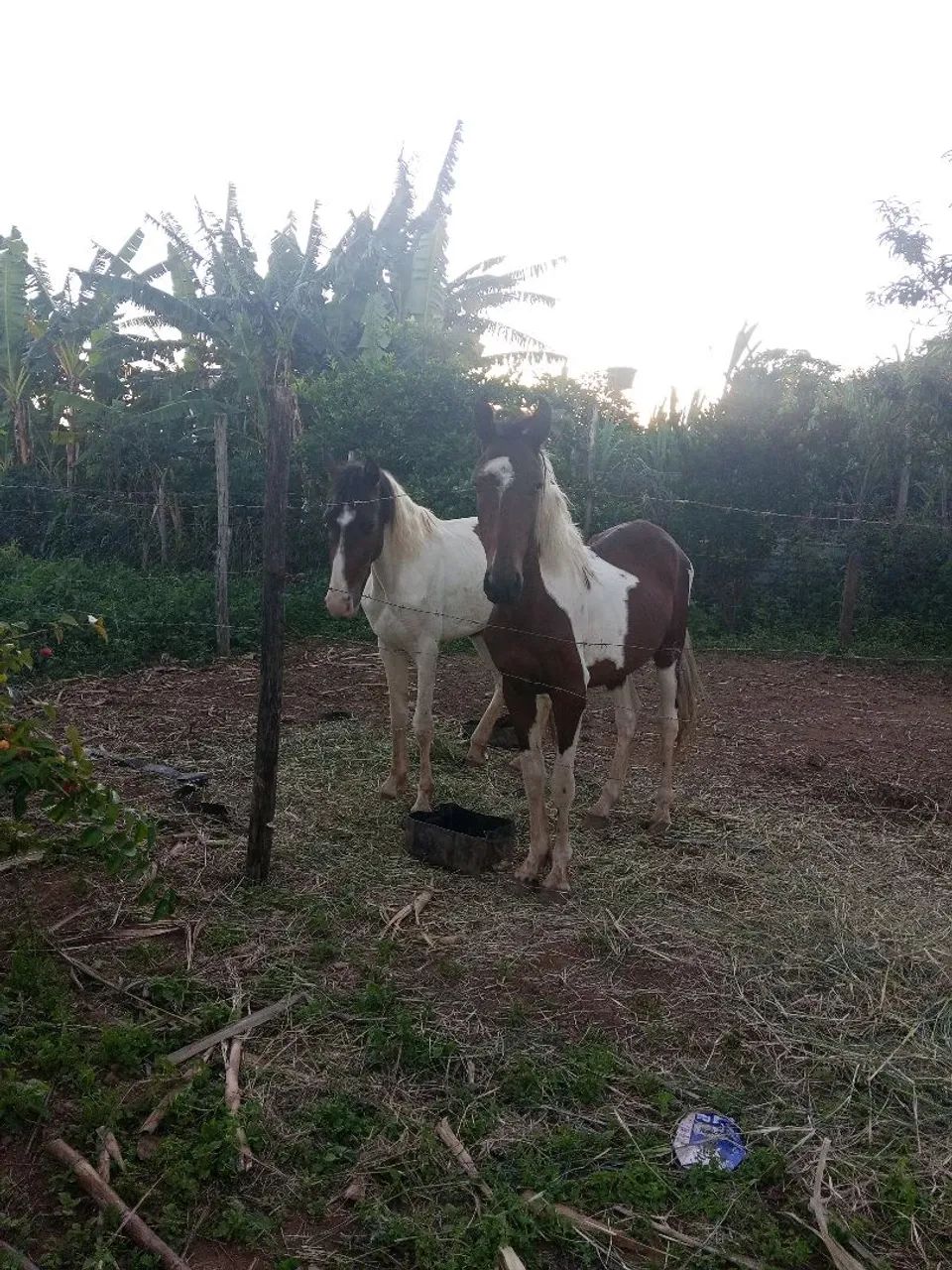 Dois potro manga larga  - Foto 3