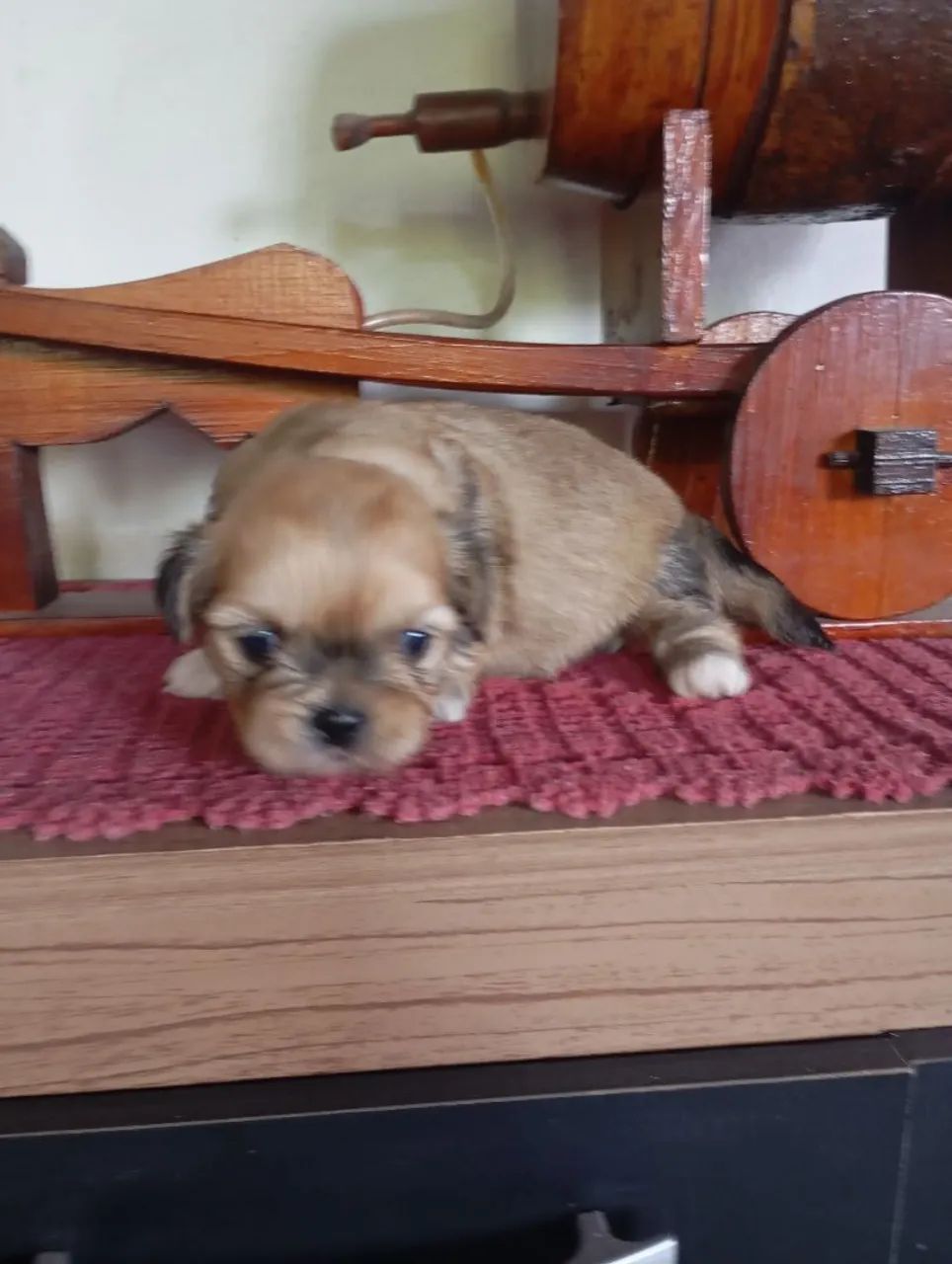 Cachorro ? - Foto 3