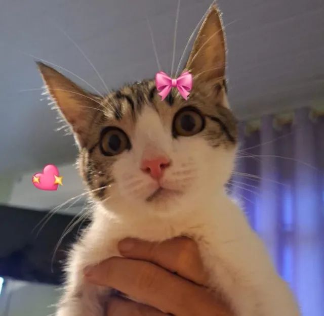 Gatinha filhote para adoção